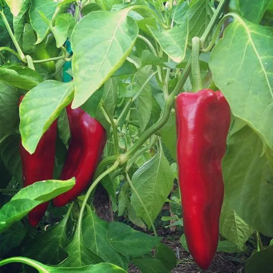 Carmen Bell Pepper Seeds – Sweet & Flavorful Italian Variety