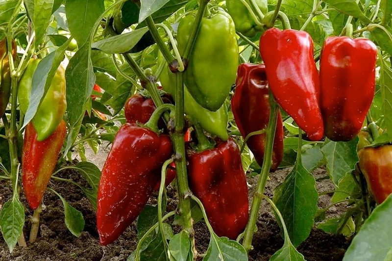 Carmen Bell Pepper Seeds – Sweet & Flavorful Italian Variety