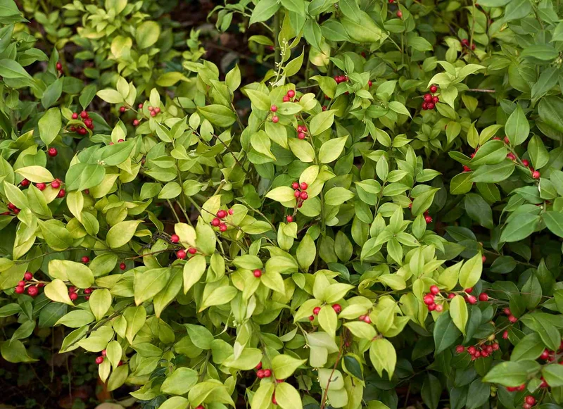 Hardy Evergreen Berry Shrub Seeds – Aromatic Berries & Year-Round Foliage