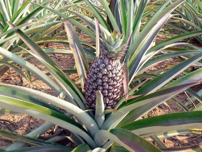 Abacaxi Pineapple Seeds for Planting – Grow Sweet & Juicy Sugarloaf Pineapples