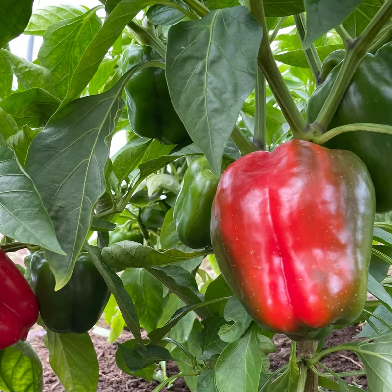 King of the North Bell Pepper Seeds – Cold-Hardy, Early Maturing, Sweet & Crisp