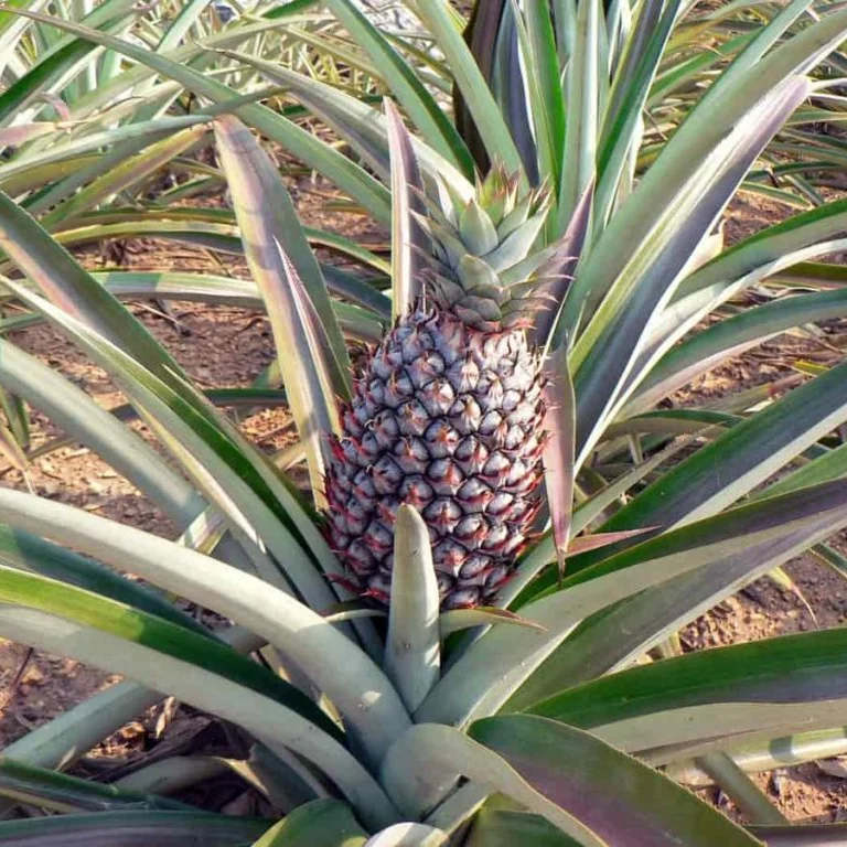 Pernambuco Pineapple Seeds for Planting – Grow Sweet & Juicy Eleuthera Pineapples