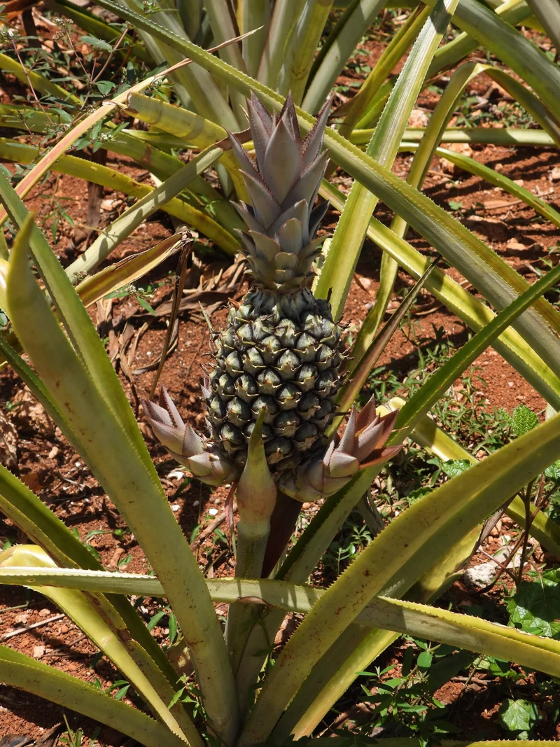 Pernambuco Pineapple Seeds for Planting – Grow Sweet & Juicy Eleuthera Pineapples
