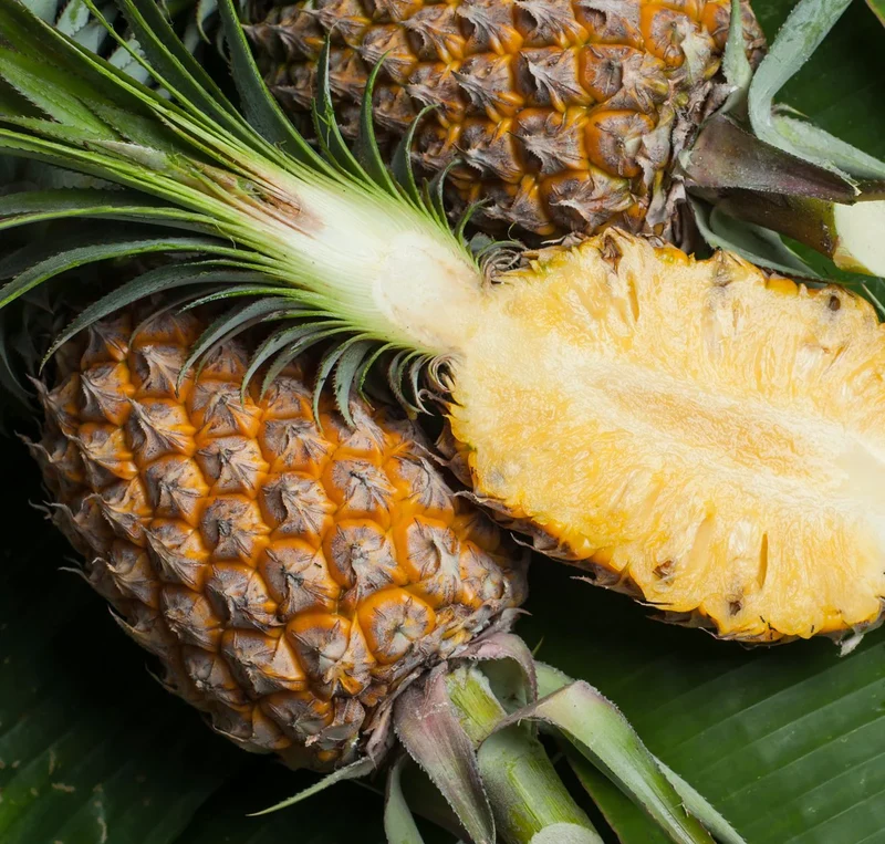 Pernambuco Pineapple Seeds for Planting – Grow Sweet & Juicy Eleuthera Pineapples