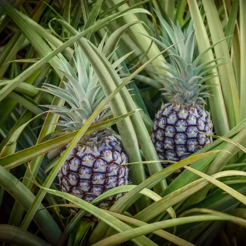 Pernambuco Pineapple Seeds for Planting – Grow Sweet & Juicy Eleuthera Pineapples