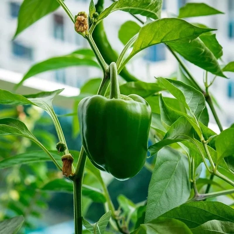Fat N’ Sassy Bell Pepper Seeds – Sweet, Juicy & High-Yielding Peppers