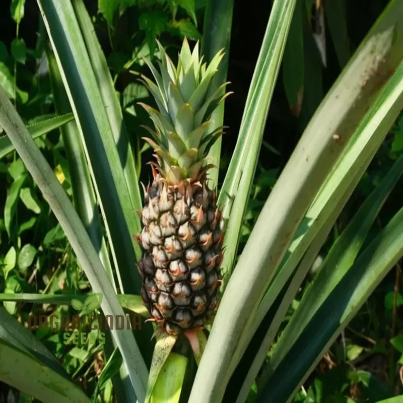 Queen Pineapple Seeds for Planting – Grow Sweet & Fragrant Natal Queen Pineapples