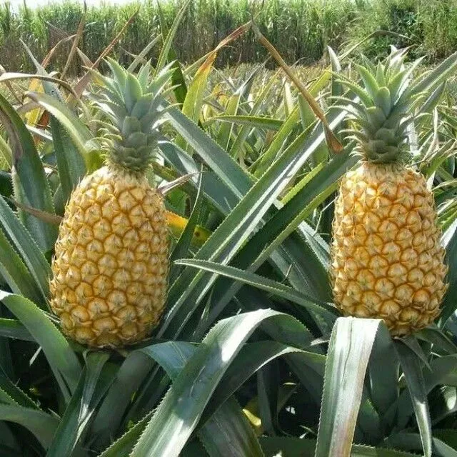 Queen Pineapple Seeds for Planting – Grow Sweet & Fragrant Natal Queen Pineapples
