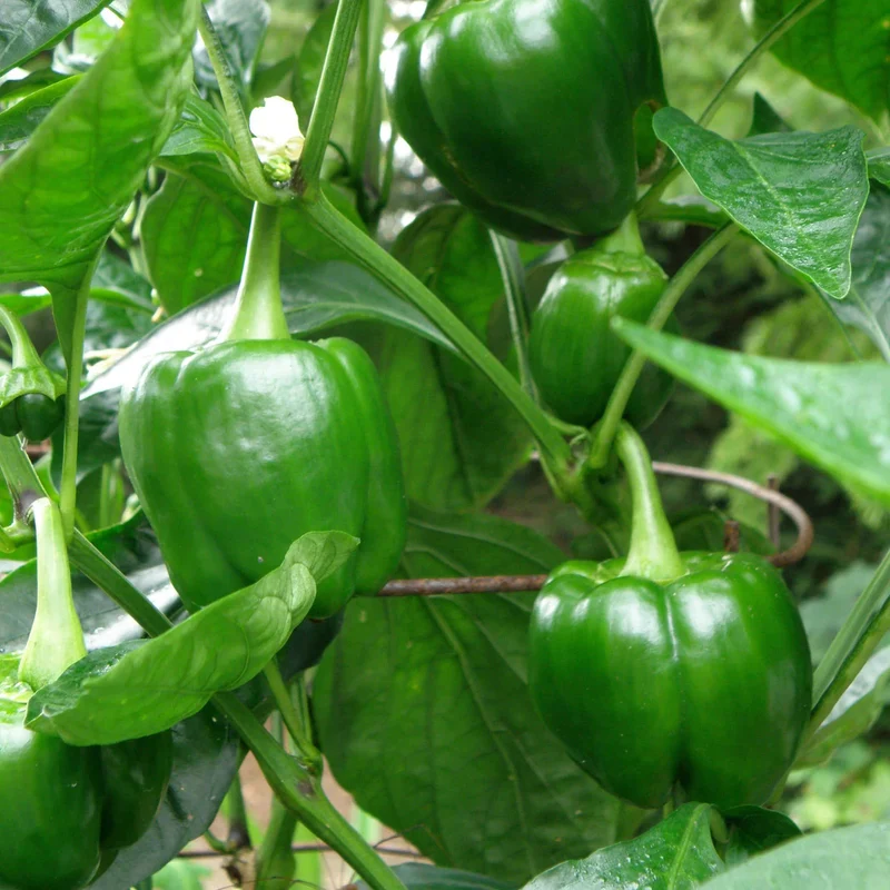 Green Giant Bell Pepper Seeds – Premium Heirloom Sweet Peppers for Home Gardening