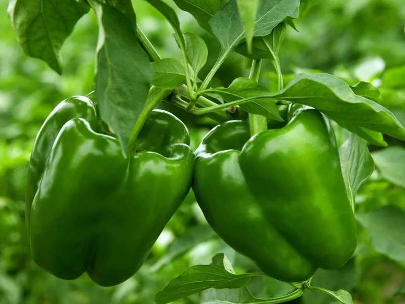 Green Giant Bell Pepper Seeds – Premium Heirloom Sweet Peppers for Home Gardening