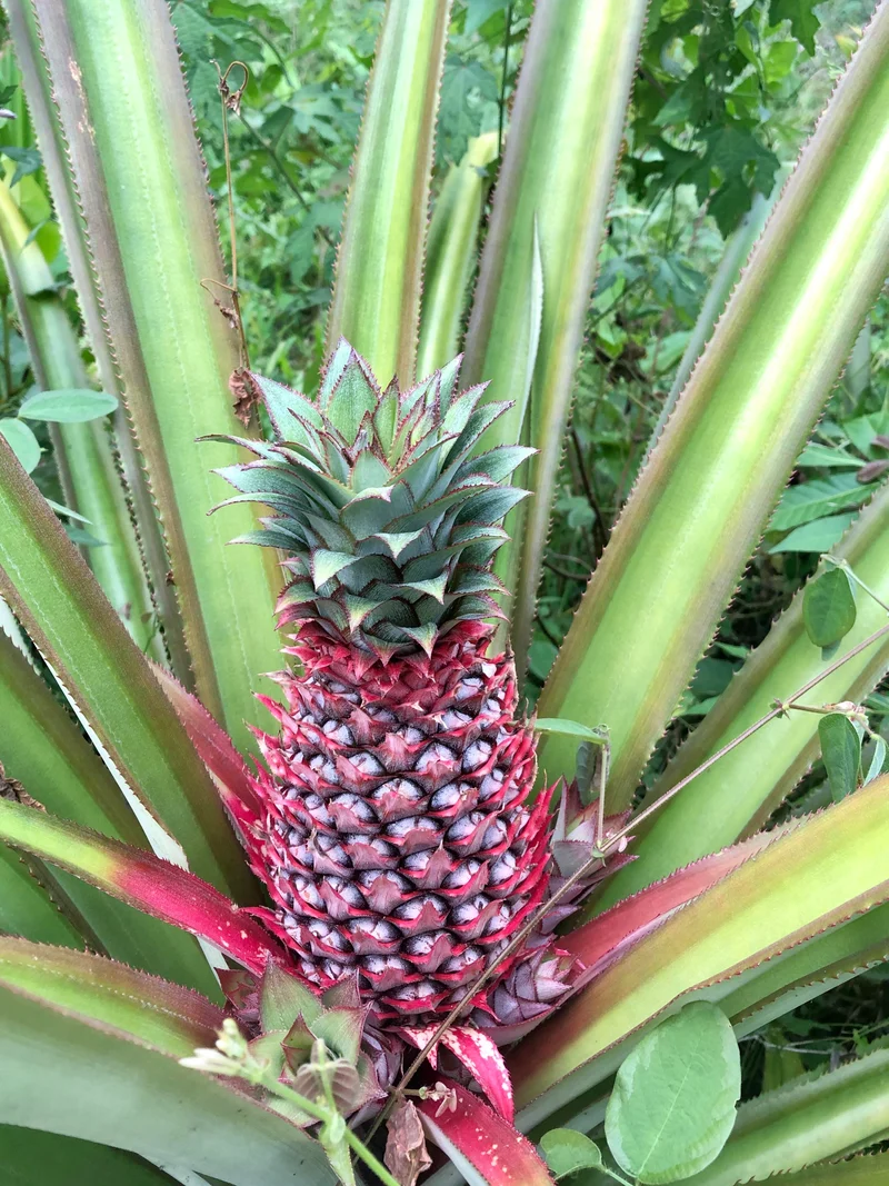 Red Spanish Pineapple Seeds for Planting – Grow Sweet & Tart Tropical Pineapples
