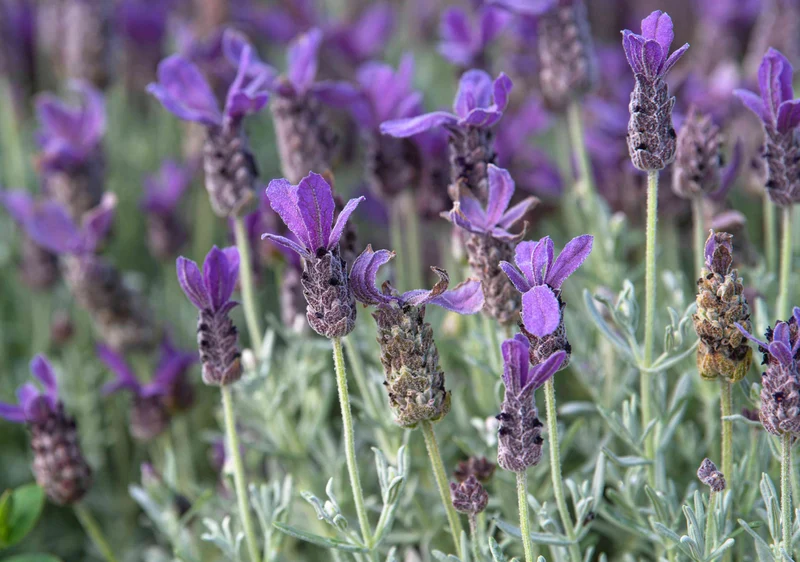Camphor-Scented Lavender with Tall Spikes & Broad Leaves