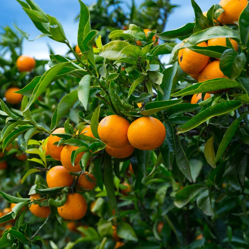 Kinnow Orange Seeds for Planting – Grow Sweet & Juicy Mandarin Hybrid Orange