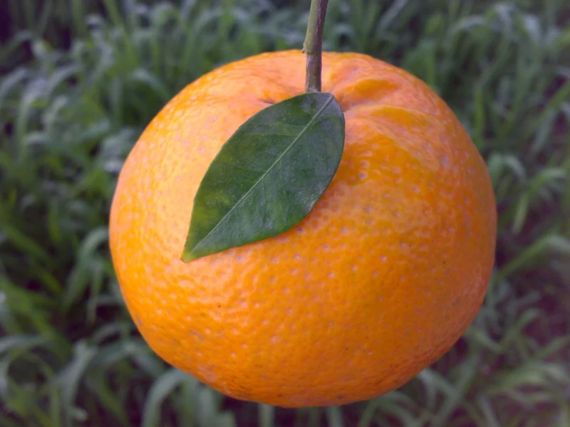 Kinnow Orange Seeds for Planting – Grow Sweet & Juicy Mandarin Hybrid Orange