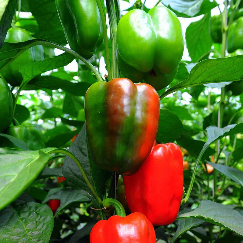 California Wonder Bell Pepper Seeds – Heirloom, Sweet & Crisp