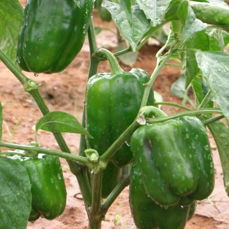 California Wonder Bell Pepper Seeds – Heirloom, Sweet & Crisp