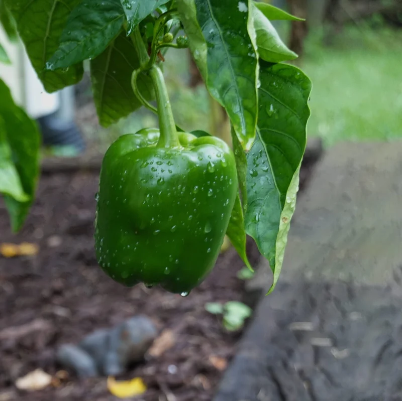 California Wonder Bell Pepper Seeds – Heirloom, Sweet & Crisp