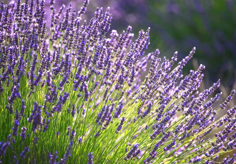 Heirloom Lavender Seeds – Classic Fragrant Variety for Gardens & Borders