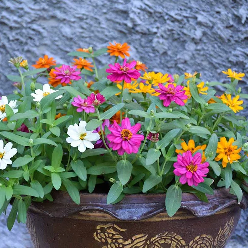 Cactus-Flowered Zinnia Seeds – Unique Spiky-Petaled Blooms for Garden Planting
