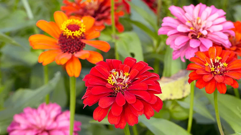 Cactus-Flowered Zinnia Seeds – Unique Spiky-Petaled Blooms for Garden Planting