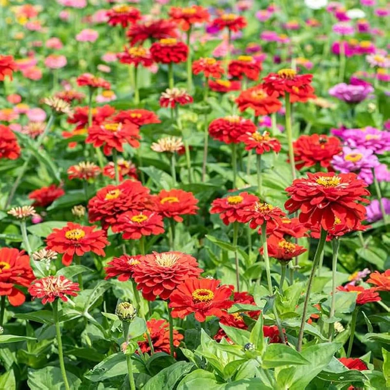 Zinnia Seeds (California Giant Zinnia Seeds) - Large Vibrant Blooms with Broad Petals