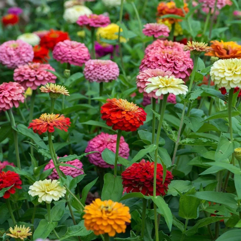 Zinnia Seeds (California Giant Zinnia Seeds) - Large Vibrant Blooms with Broad Petals