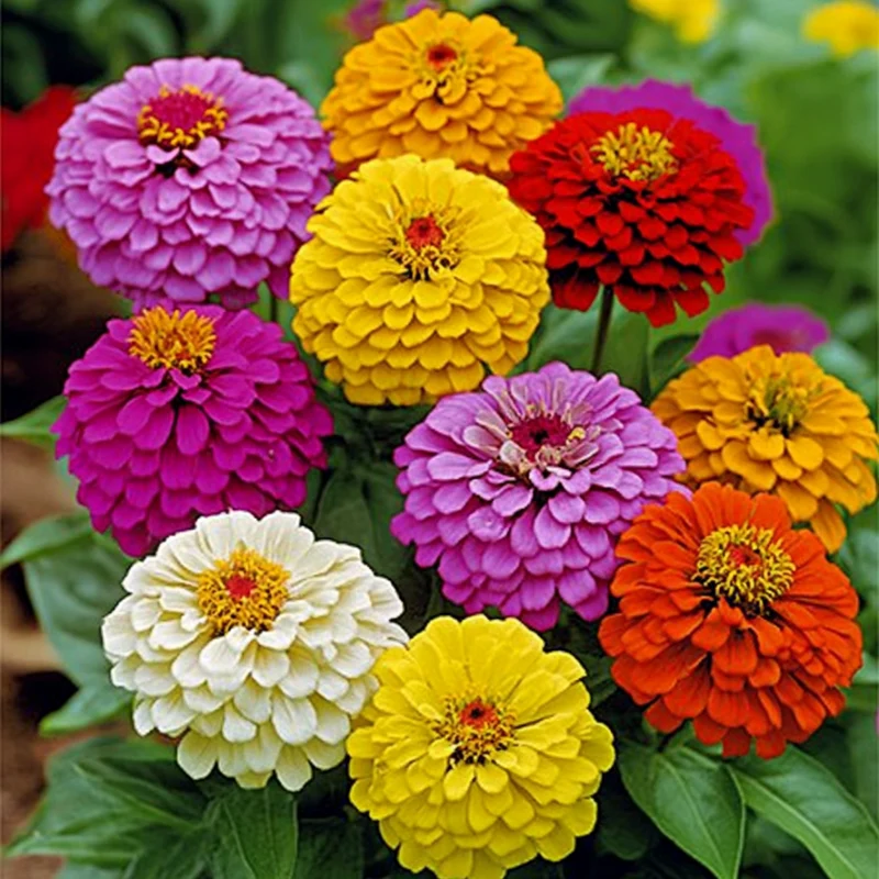 Zinnia Seeds (California Giant Zinnia Seeds) - Large Vibrant Blooms with Broad Petals