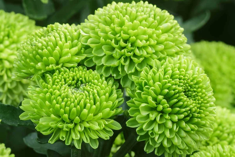 Green Zinnia Seeds – Unique Lime & Chartreuse Blooms for Garden Planting