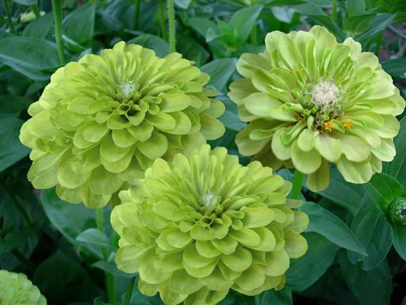 Green Zinnia Seeds – Unique Lime & Chartreuse Blooms for Garden Planting