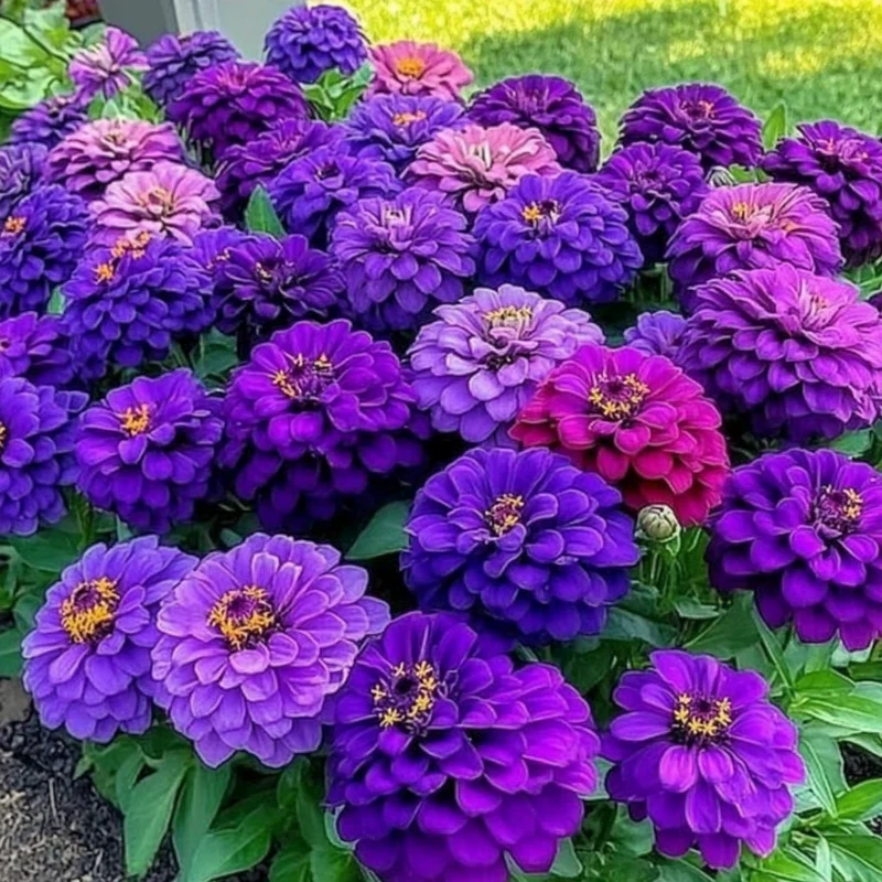 Purple Zinnia Seeds, Lavender, Violet, and Deep Purple Blooms