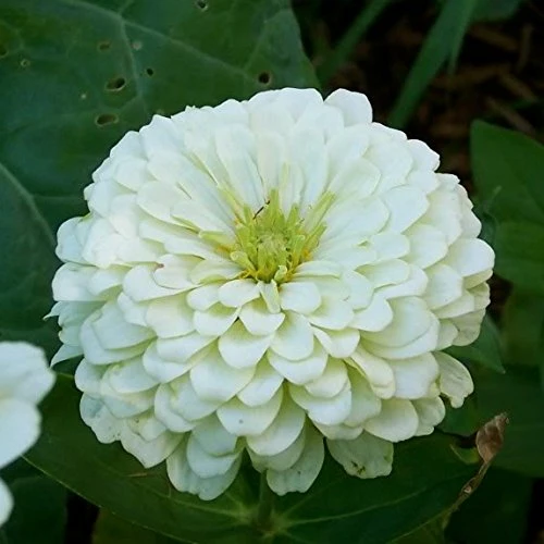 White Zinnia Seeds – Pure White and Cream Blooms for Garden Planting