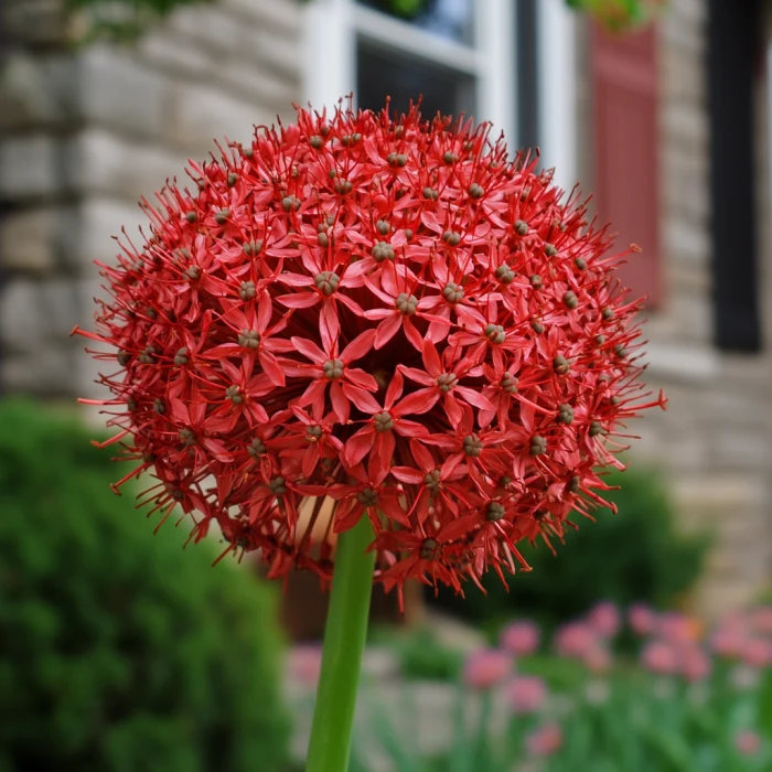 Allium Atropurpureum Seeds, Deep Red & Purple Perennial Blooms