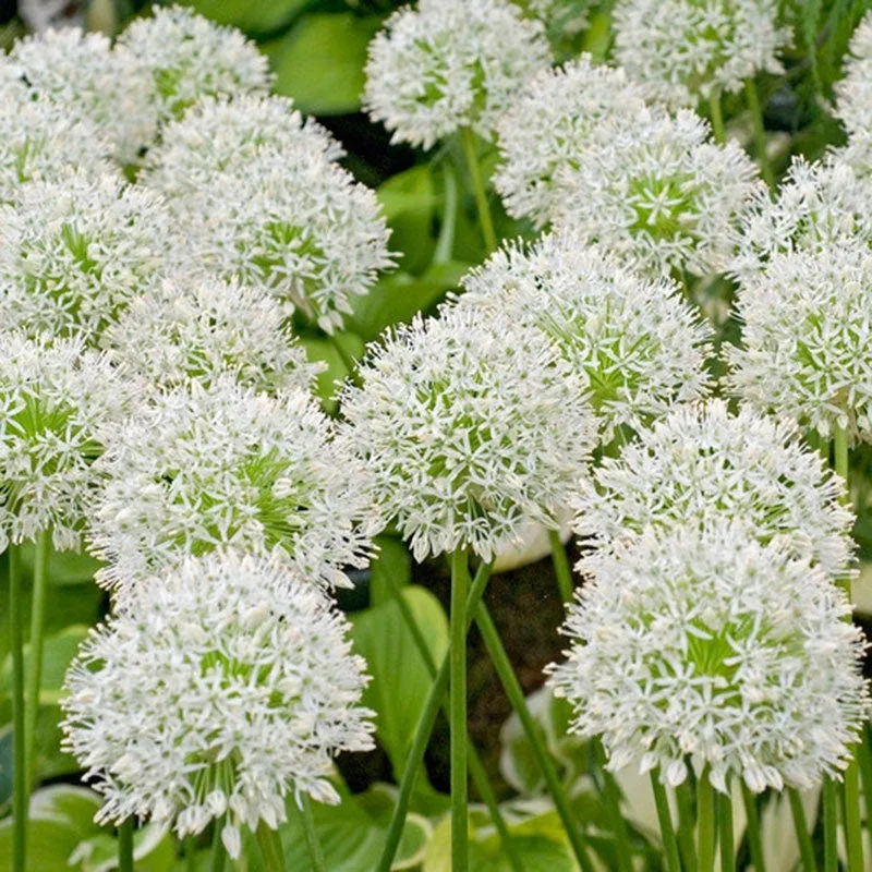 Rare White Allium Mount Everest Seeds, Elegant Tall Blooming Perennials