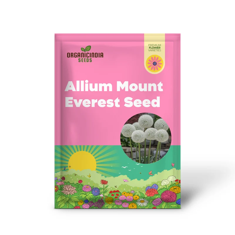 Rare White Allium Mount Everest Seeds, Elegant Tall Blooming Perennials