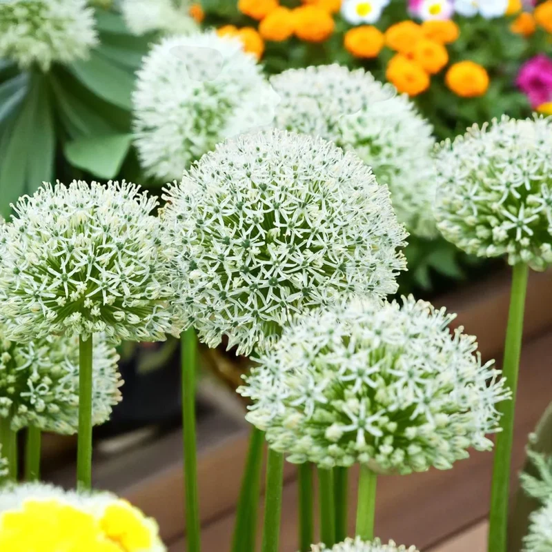 Rare White Allium Mount Everest Seeds, Elegant Tall Blooming Perennials