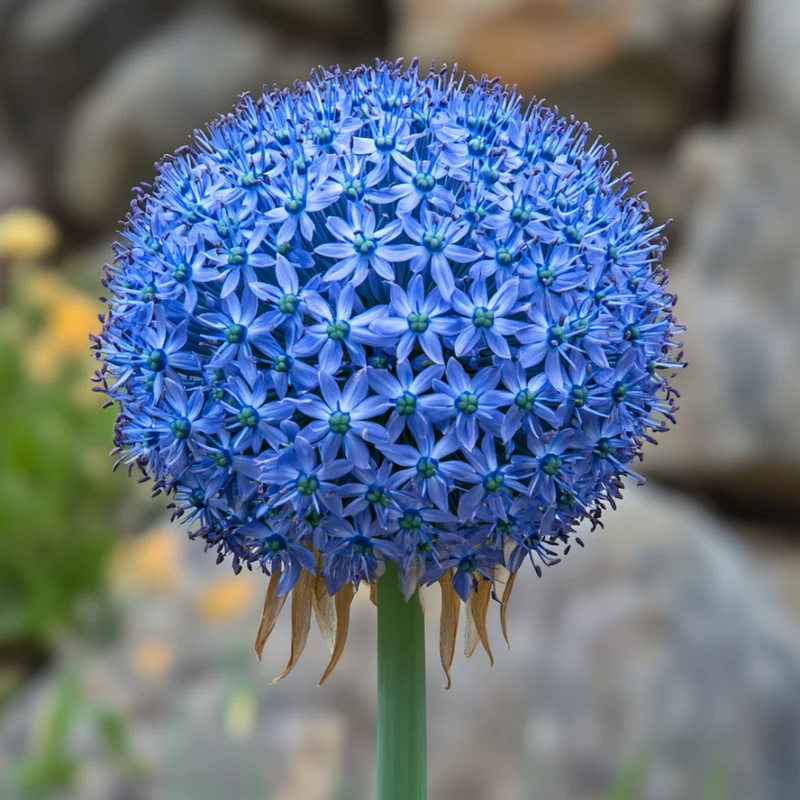 Giant Blue Allium Giganteum Seeds, Rare & Beautiful Perennial Flowers