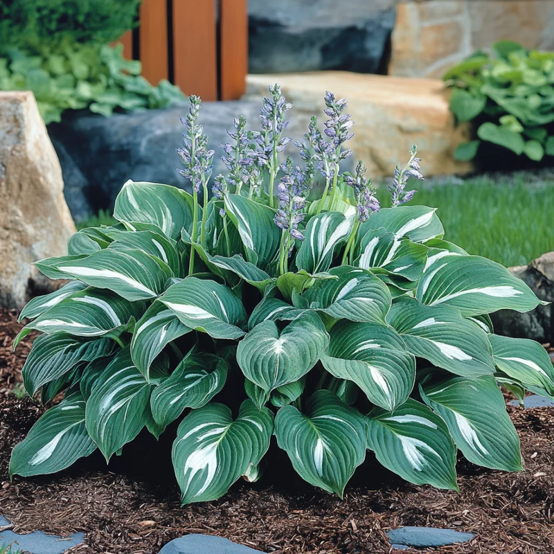 Premium Green Hosta Seeds – Lush Shade Garden Foliage Plant