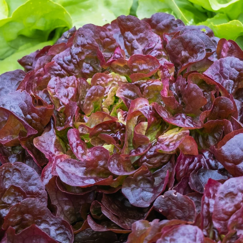 Laitue romaine ‘Ezbruke’ bio ( Lactuca sativa ‘Ezbruke’)