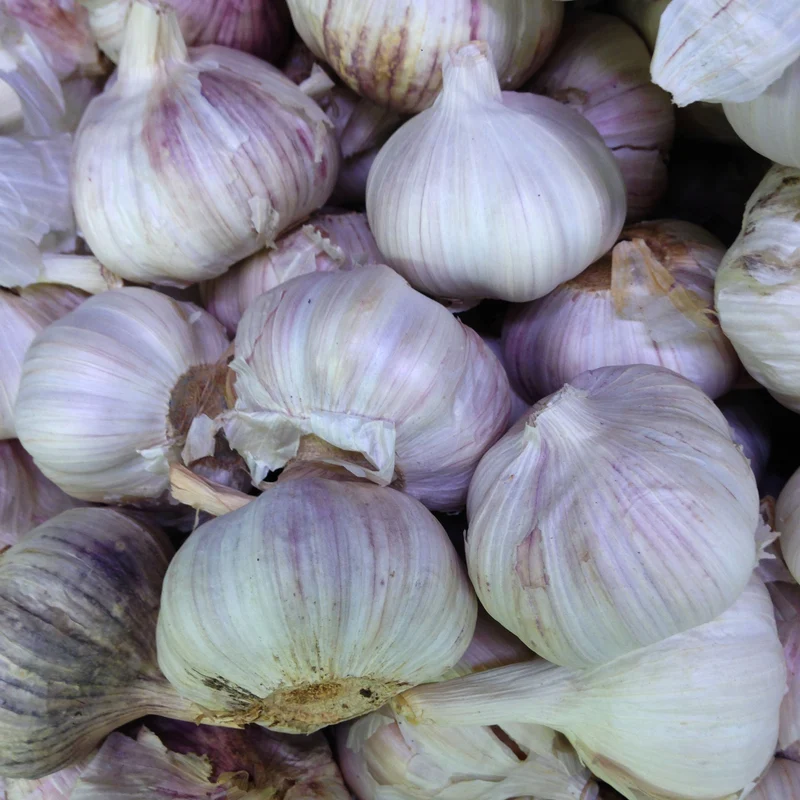 Ail ‘Majestic’ bio ( Allium sativum var. ophioscorodon )