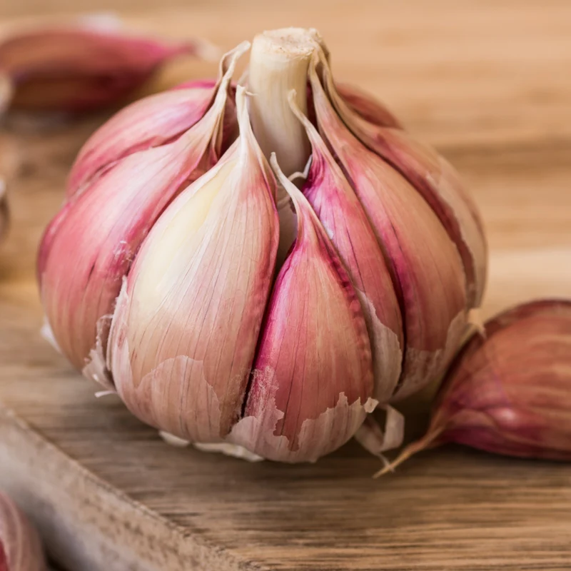 Ail ‘Chesnok Red’ bio ( Allium sativum var. ophioscorodon )
