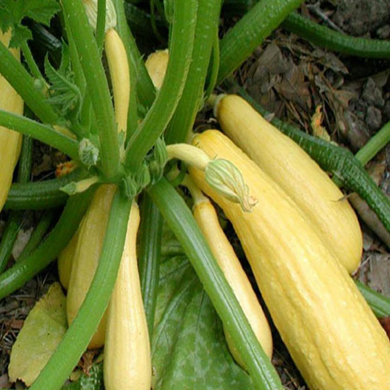 Zucchini jaune ‘Crookneck’ bio ( Cucurbita pepo ‘Crookneck’)