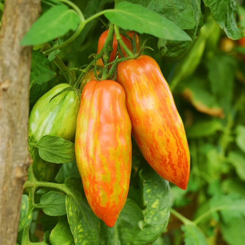 Tomate marbrée ‘Prairie Fire’ bio ( Solanum lycopersicum ‘Prairie Fire’)