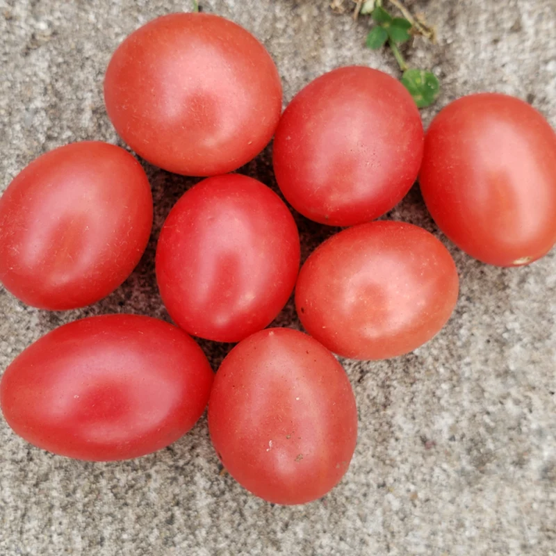 Tomate cerise rose ‘Pink Million’ bio ( Solanum lycopersicum ‘Pink Million’)