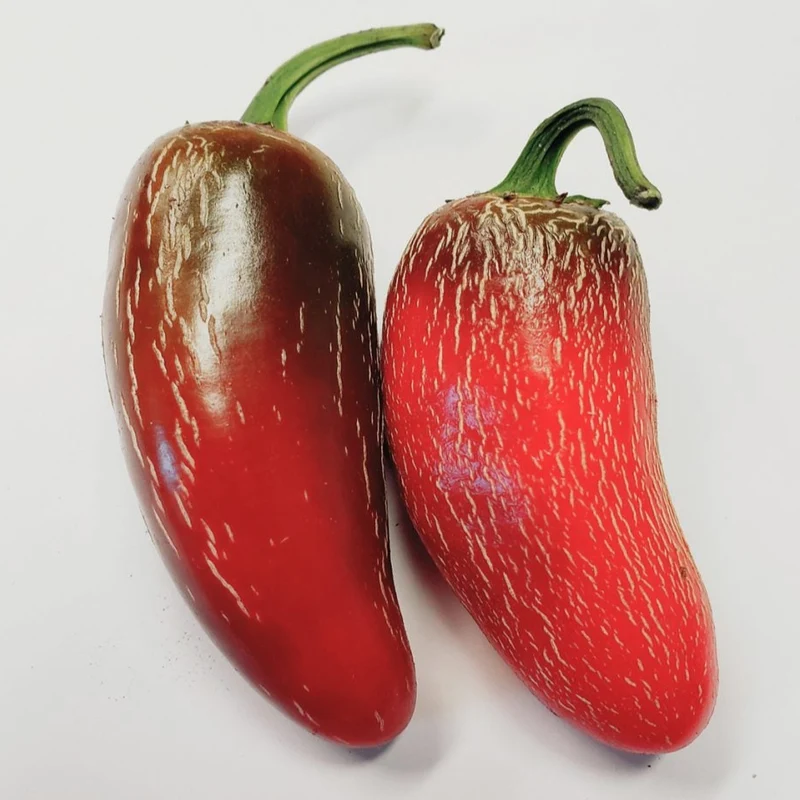 Jalapeño ‘TAM’ bio ( Capsicum annuum ‘Jalapeño TAM’)