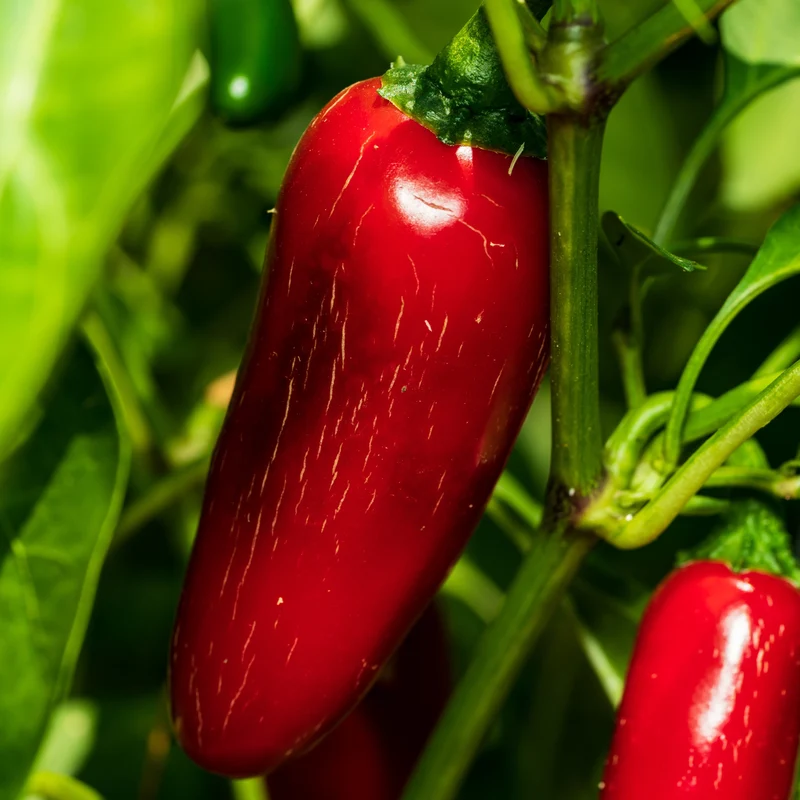 Piment fort ‘Jalapeño’ rouge bio ( Capsicum annuum ‘Jalapeño Red’)