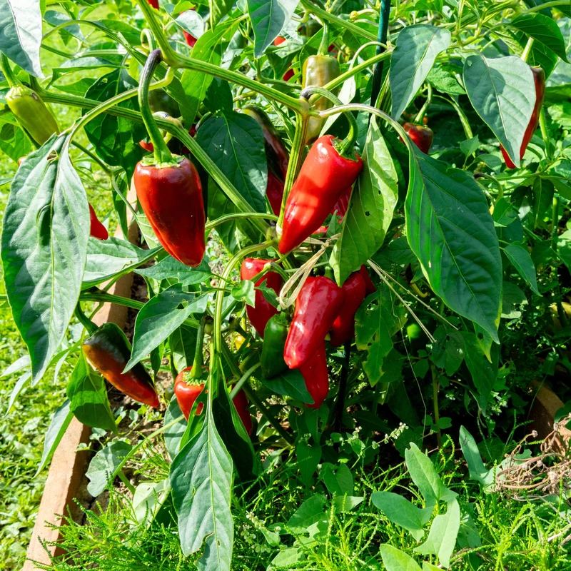 Piment fort d’Espelette ‘Gorria’ bio ( Capsicum annuum )