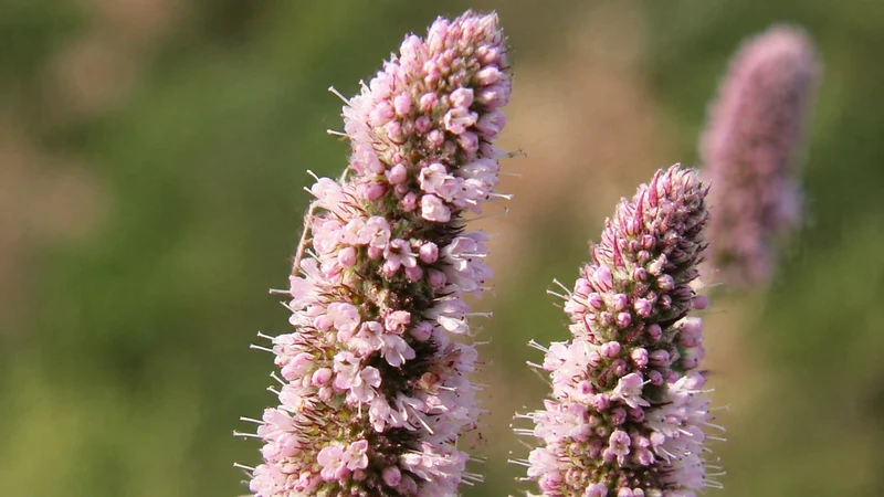 Menthe bio — Réglisse/Coréenne ( Agastache rugosa )