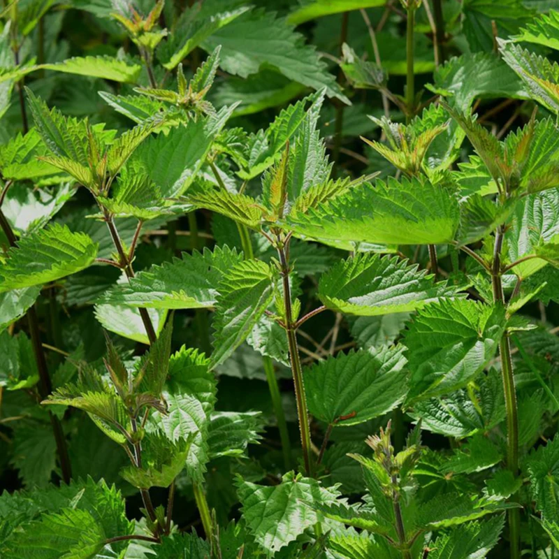 Ortie bio ( Urtica dioica )