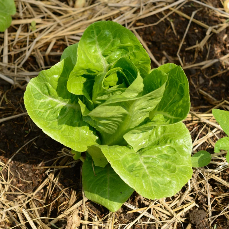 Laitue romaine verte ‘Dragoon’ bio ( Lactuca sativa ‘Dragoon’)