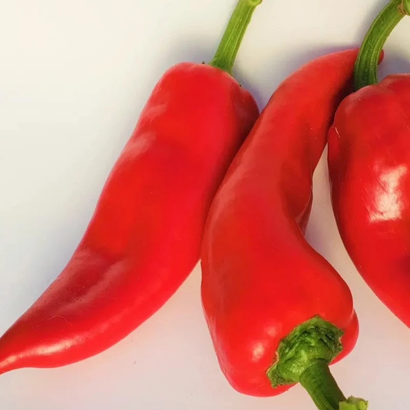 Poivron rouge ‘Ajvarski’ bio ( Capsicum annuum ‘Ajvarski’)